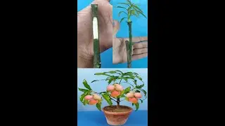 How To Graft Mango Tree: Mango Grafting Technique