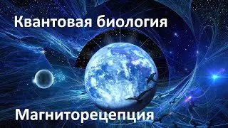 Quantum mechanisms of magnetoreception | Quantum Biology