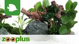 Mangrovenwurzel - Aquarium Dekoration | zooplus