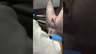 Lamb Trimming - Australia