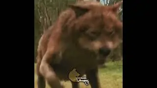 51.Burilar va Qo’ylar jangi #51 :Erkak odam ☝🏼🐺 