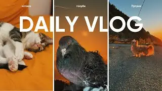 Cleaning the pigeons. Do Pierre and Olympia have an egg? Gingerbread flies | Vlog
