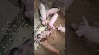 los chancho 🐖🤠👍