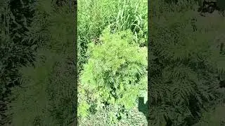 Опасная красавица! 😳