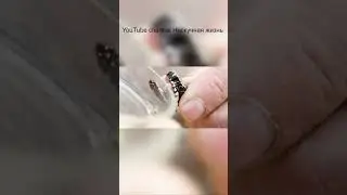 Зубы гадюки и медянки