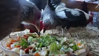 chicken salad