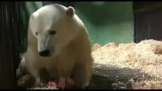 МЕДВЕдь ДИКСОН ТренИнги BEAR Dixon Trainings