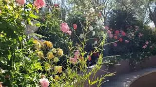 Escape to the Sunshine Flower Garden for Inspiration