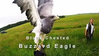 Flying a Black Chested Buzzard Eagle at Elite Falconry, Scotland