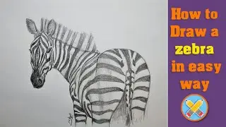 how to draw a zebra