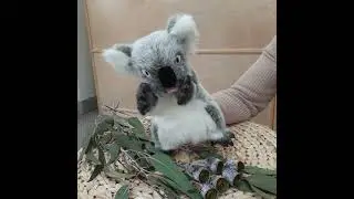 Hansa Koala Hand Puppet waving