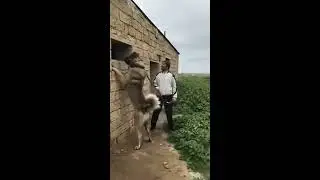ЭТО НЕВЕРОЯТНО!!! ЧТО ДЕЛАЕТ ЭТА СОБАКА