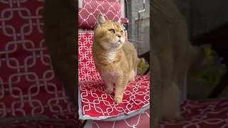 Кошку нельзя воспитать, иначе мстя будет ужасной 🤣 #funny #юмор #cat #смешнойкот #смешныекоты