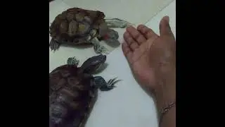 Turtle's are know you are calling.