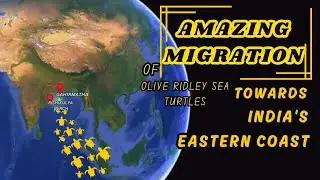 Amazing  story of Migration of Olive Ridley Sea Turtles🐢🐢🐢🐢🐢🐢 Towards India's Eastern Coast....