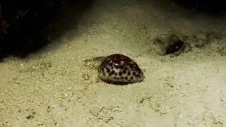 Sunday Night Dive 16 July 2023