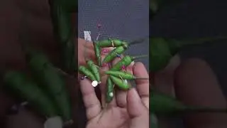 Element Volta Dengan Cabe