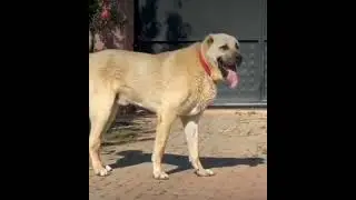 🐶 köpek 🌹