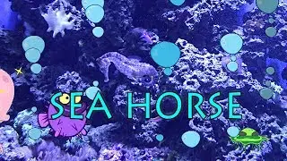 Kids Learn Animals Video Flashcards: Ocean Animals
