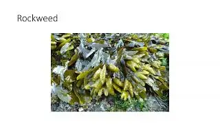 OOPS PRESENTS ROBIN WITH SWALLOWTAIL TOURS - FORAGING FROM YOUR KAYAK