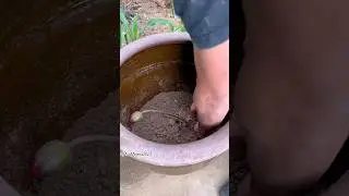 Growing lotus plant in terrace garden | repoting lotus plant #gardening #shorts