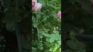 Де Толбиак, Жасмина🌸🕊️🌸🕊️🌸