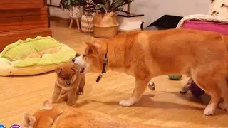 Shiro wants to play snatch