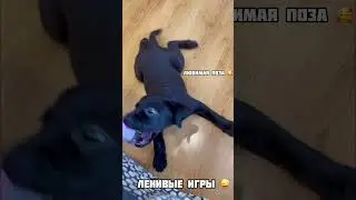 Любимая поза 🥰 #собака #собаки #щенки #животные #юмор #puppy #animals #dog #dogs #labrador #humor