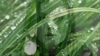 (HD) Véronique Sanson 『ヴェロニクサンソン』 intro + Vert, vert, vert (widescreen)