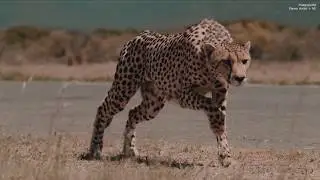 8K @ 5.000 frames per second Cheetah with AI Machine Learning