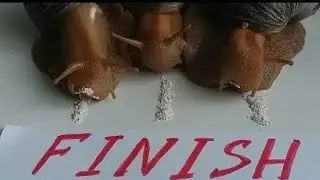 SNAIL RACING LIVE/ Who is the first to finish line? RACE 3