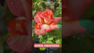 MICHEL DESJOYEAUX Rose #shorts