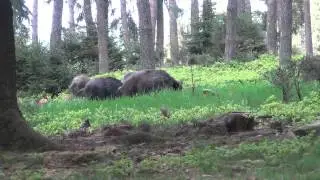 Wilde zwijnen observeren in de Belgische Ardennen