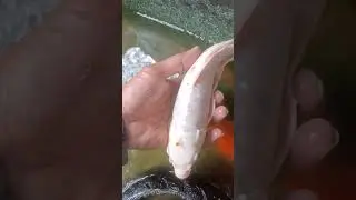 tiger white high fin 