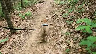 Drag'n s First Hike