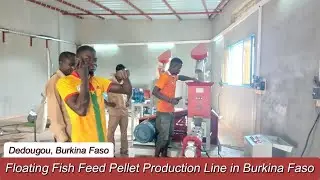 500KG/H Floating Fish Feed Pellet Production Line  in Burkina Faso #fishfeedmachine #fishfarming