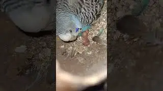 Mother's Love 