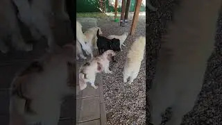 Наш новый гость Лабрадор  Марк.