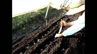 Planting presprouted Ranunculus Corms.
