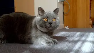 British Shorthair Blue cat, Kesha, is playing with a ball.
