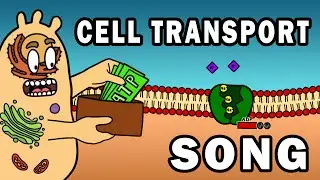 THE CELL TRANSPORT SONG!