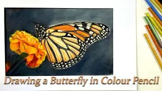 Drawing a Butterfly with Color Pencils and Pan Pastel