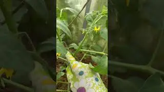 Что значит формирование томатов в два ствола