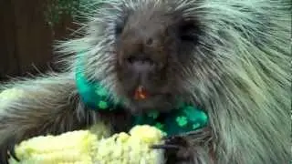 Teddy Bear the Porcupine's Pot of Gold