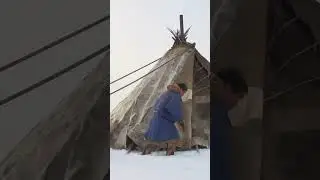 ❄️🦌 Северный олень: сакральное животное и основа жизни в тундре