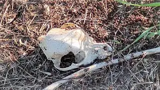 Нашли останки динозавра...