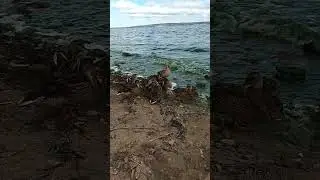 Когда не клюёт лещ #рыбалка #fishing #carp