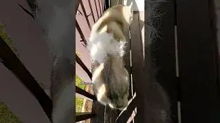 Grooming My Husky Before a BATH Made THIS Mess!! 