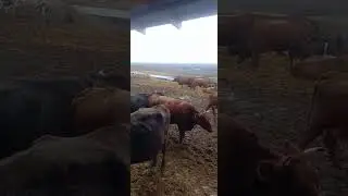 Содержание коров на Кубани. Крупный рогатый скот. Коровы на ферме.Животноводство.Сельское хозяйство