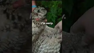 This Eagle Owl Needs Vet Support for Multiple Injuries